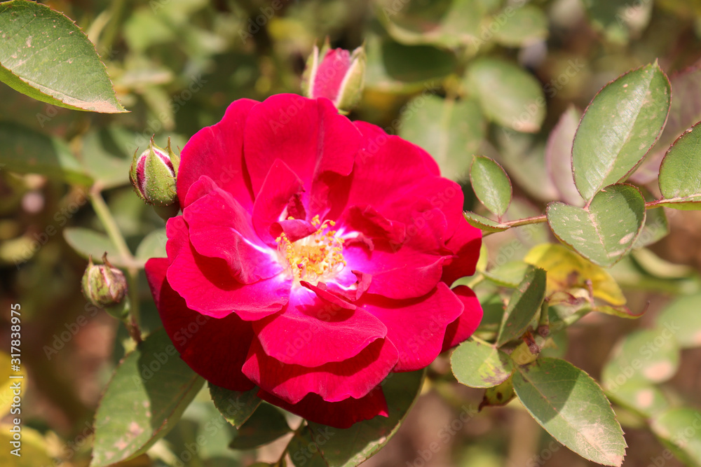 Obraz premium Red flower garden