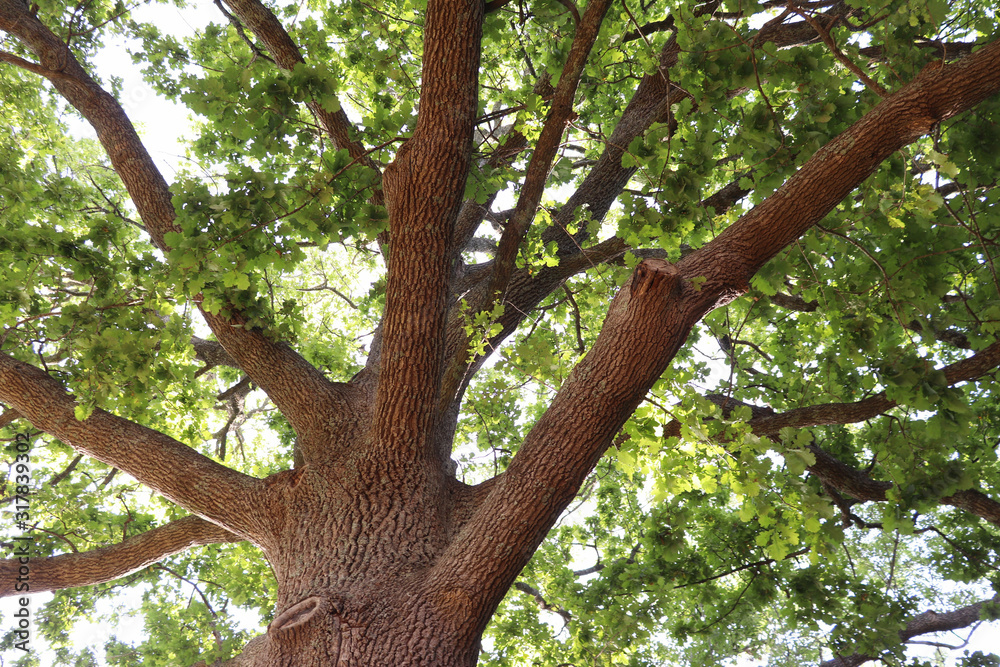 tree in the forest 