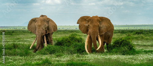 фотографія Endangered Tusker Elephant - Amboseli National Park, Kenya