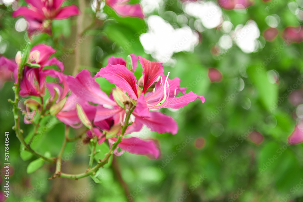 Bauhinia flowers blooming in the park.Bauhinia is produced in southern China. India and Indochina Peninsula are distributed. It is a good ornamental and nectar plant,widely cultivated in tropical aras