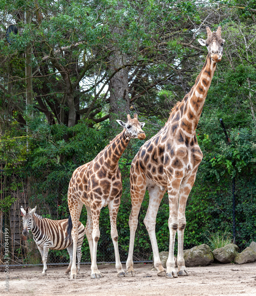 Obraz premium african giraffe
