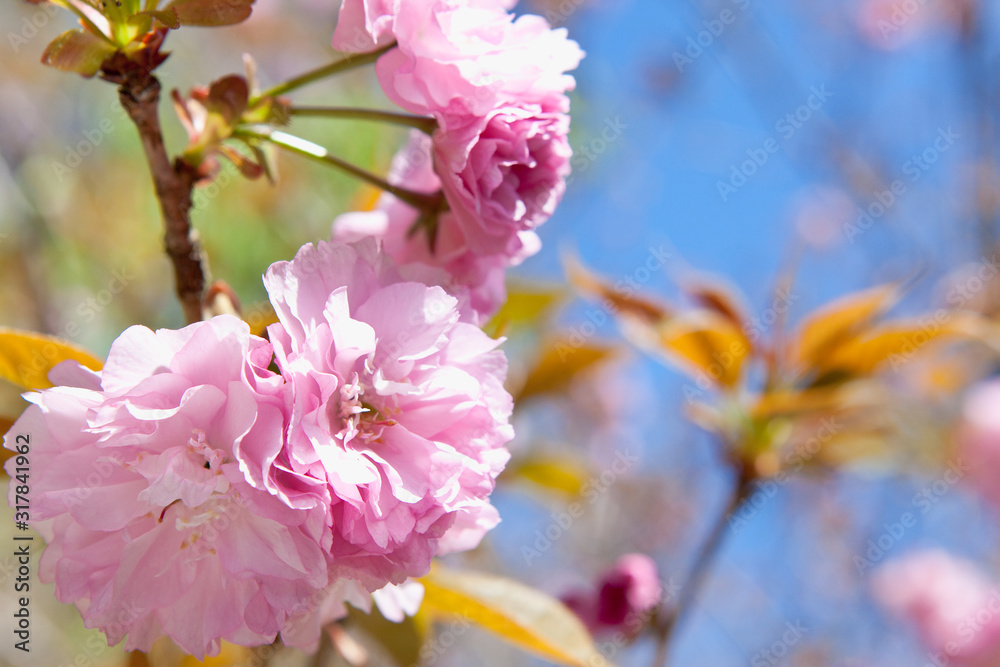 蒲生住吉池の八重桜 蒲生住吉池の八重桜