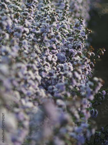 white Magaret flower garden and sweet background fram photo