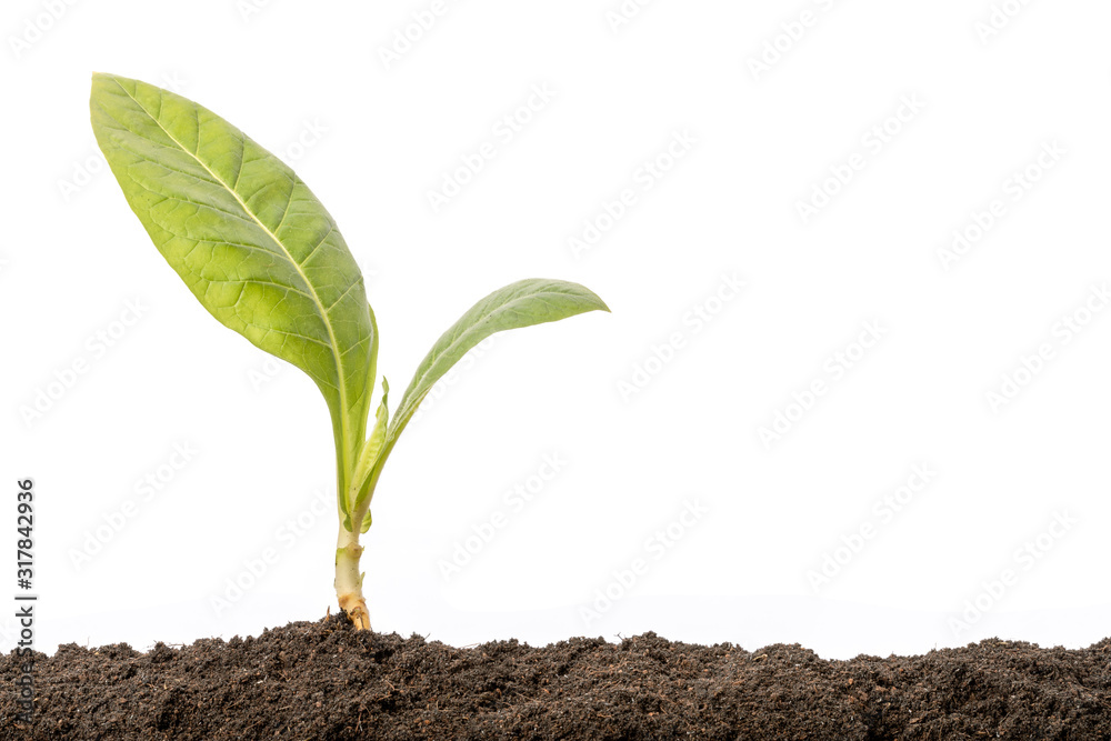 Green sprout growing in soil isolated on white background. Growing and environment concept Green sprout growing in soil isolated on white background. Growing and environment concept