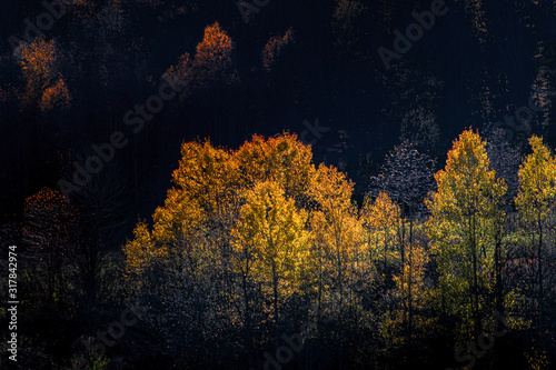 Last yellow Leaves of October are back-lit on a mountain side in Upstate NY