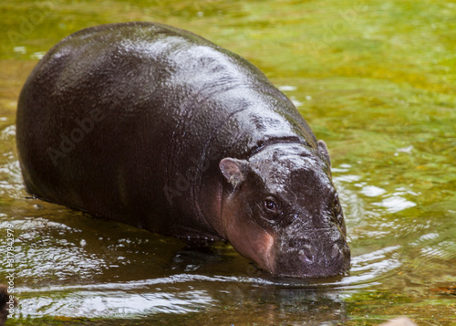 Εκτύπωση καμβά pygmy hippo