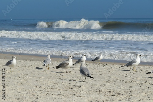 Wallpaper Mural Seagulls on ocean shore