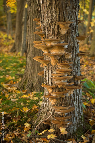 Fungus on Trees in Fall