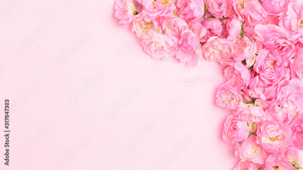 Beautiful pink roses blooming on pink background with copy space Beautiful pink roses blooming on pink background with copy space