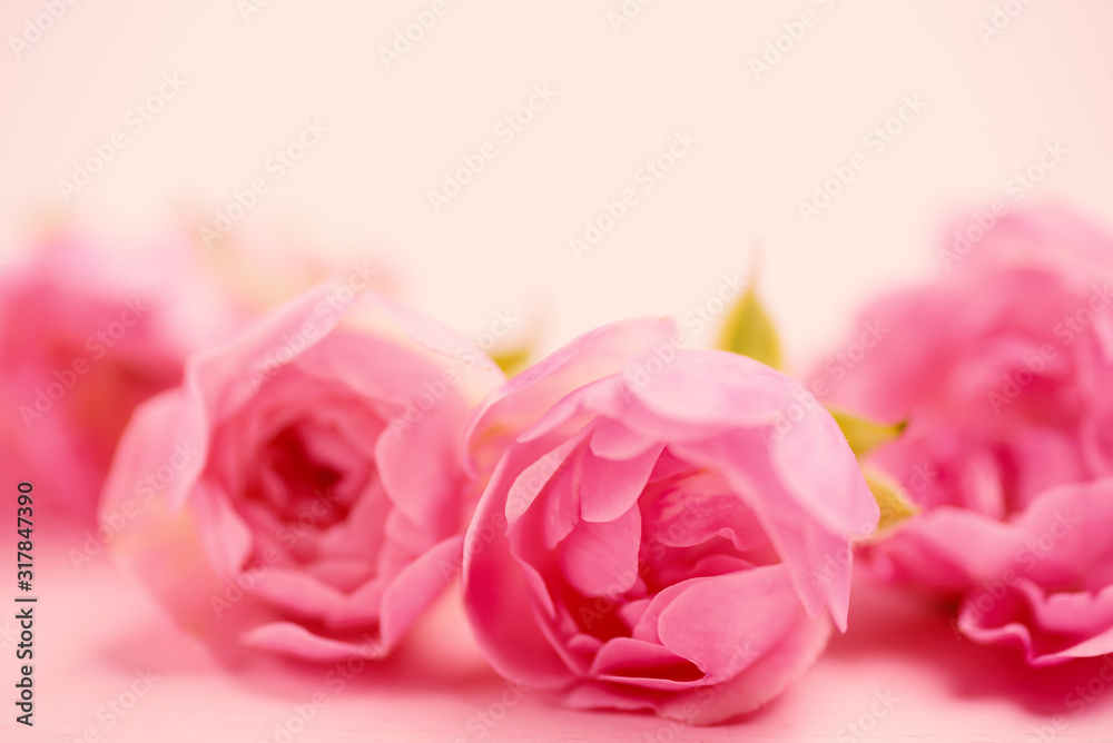 Close up of beautiful pink roses blooming Close up of beautiful pink roses blooming