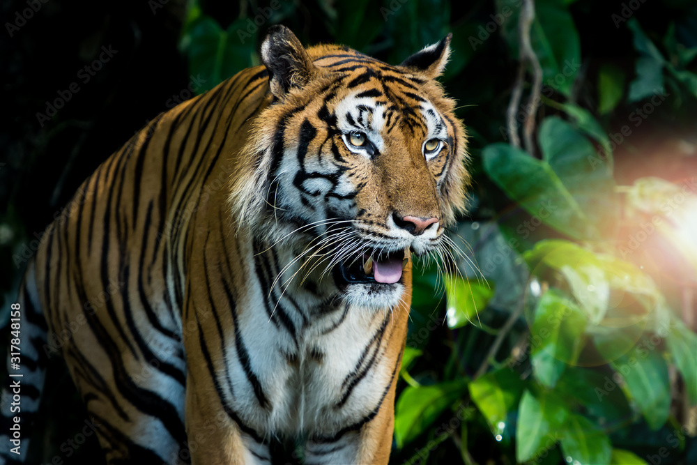 Obraz premium Photos of tiger naturally.
