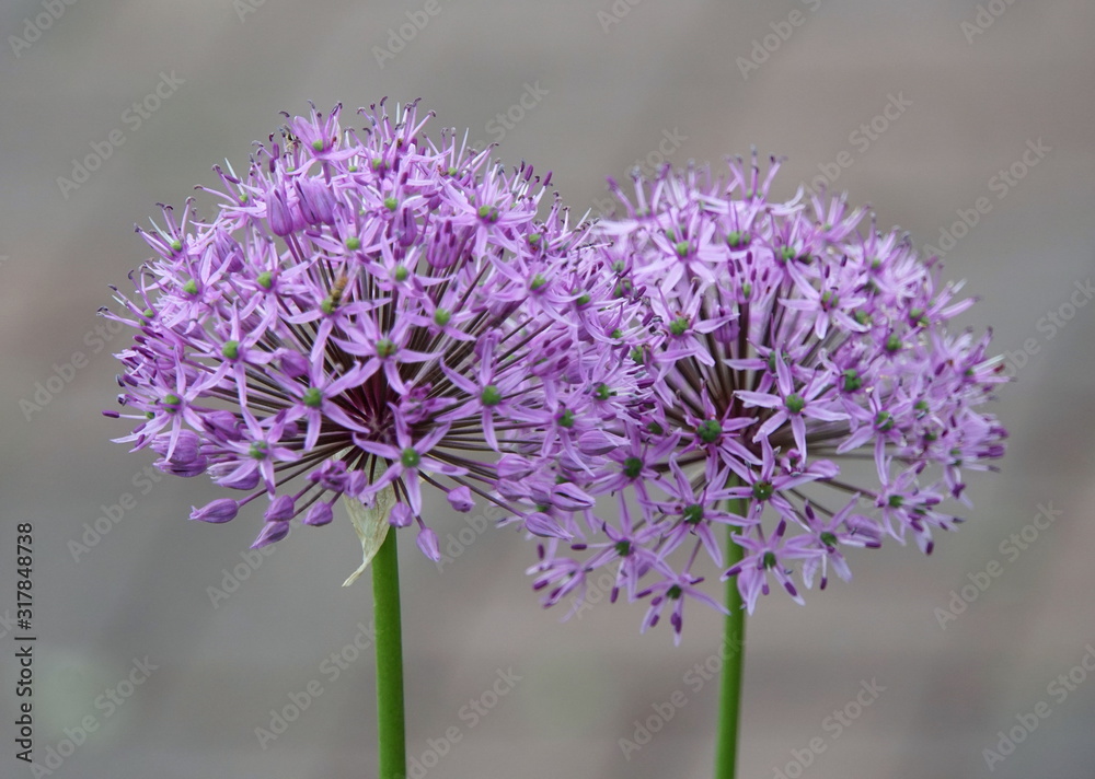 Beautiful blue Globe Thistle flower at full bloom Beautiful blue Globe Thistle flower at full bloom