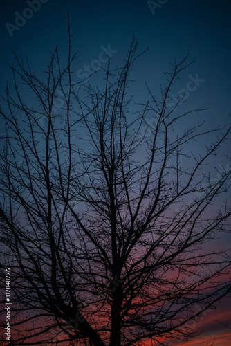 Dark Trees Sunset © Pete