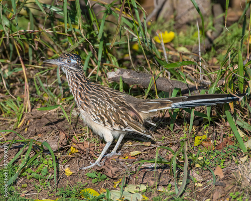 Roadrunner photo