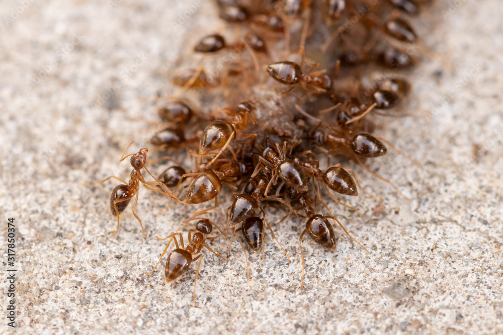 Φωτογραφία A family of red ants eats the body of an earthworm