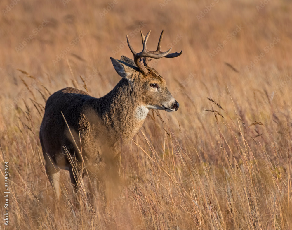White-tailed Deer Buck White-tailed Deer Buck
