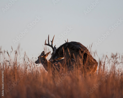 Bilde på lerret White-tailed Deer Buck