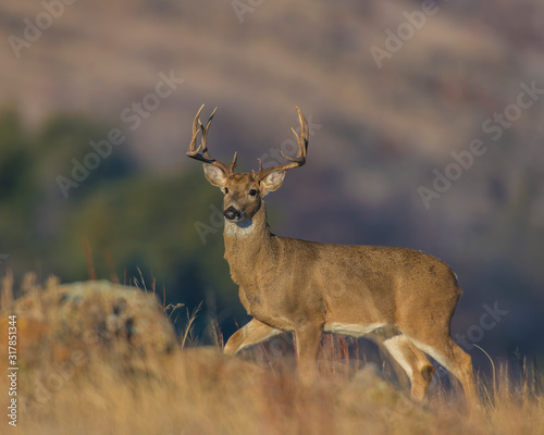 White-tailed Deer Buck © David McGowen