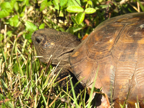 A Large Gopher Tortoise