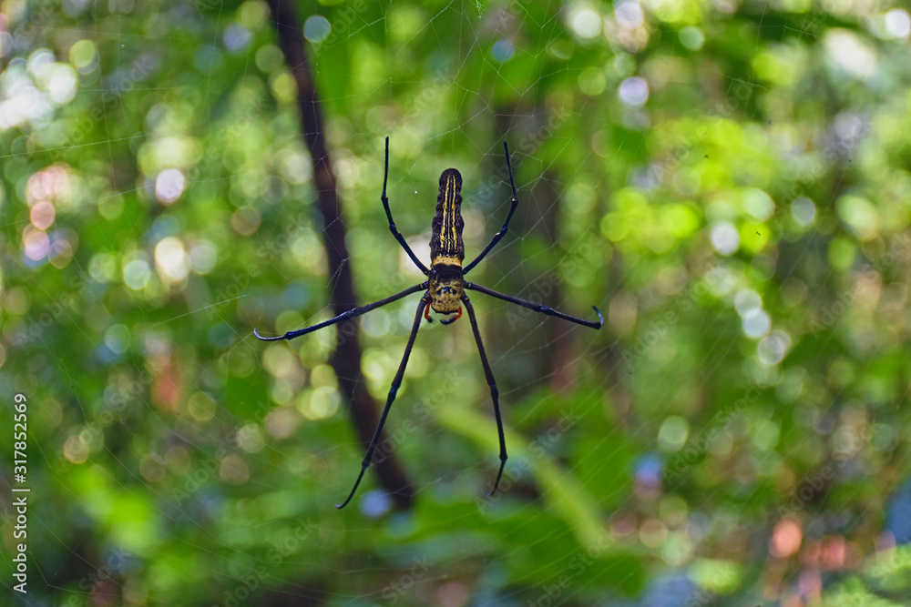 Hand sized spider on cobweb. Inside Khao Yai National Park (part 22) Hand sized spider on cobweb. Inside Khao Yai National Park (part 22)