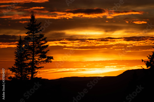 fiery orange sunset with tree silhouette