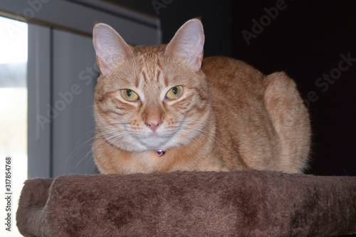 Ginger Cat Perched on the Cat Tree