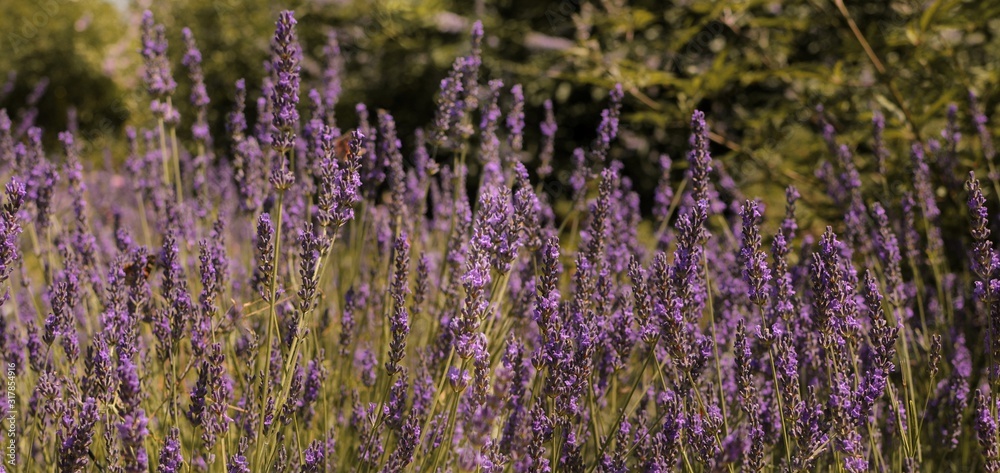 Obraz premium Beautiful purple lavender flower in field with butterflies