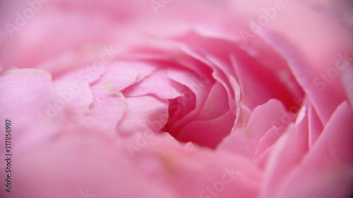 Beautiful Tuft and light pastel peony petals floral with macro  view and blurry shot for website  design. Royalty free stock  images.