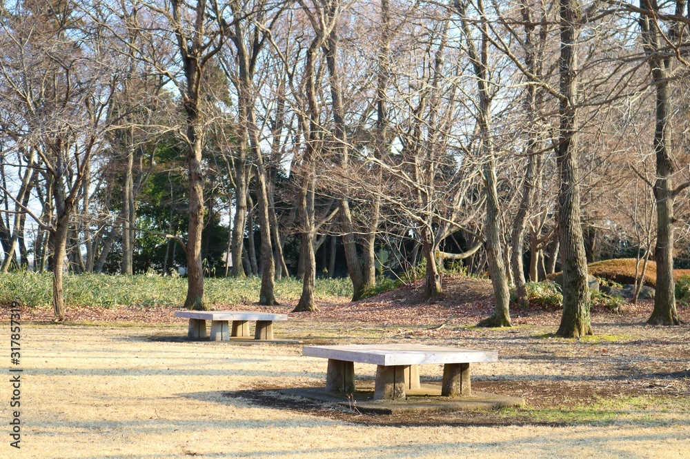 冬の公園 落葉樹 ベンチ 風景 冬の公園 落葉樹 ベンチ 風景