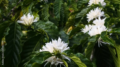white coffee flowers on the tree photo