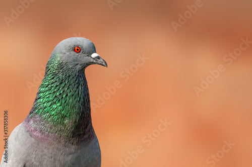 A closeup portrait of a rock pigeon having fine feather details
