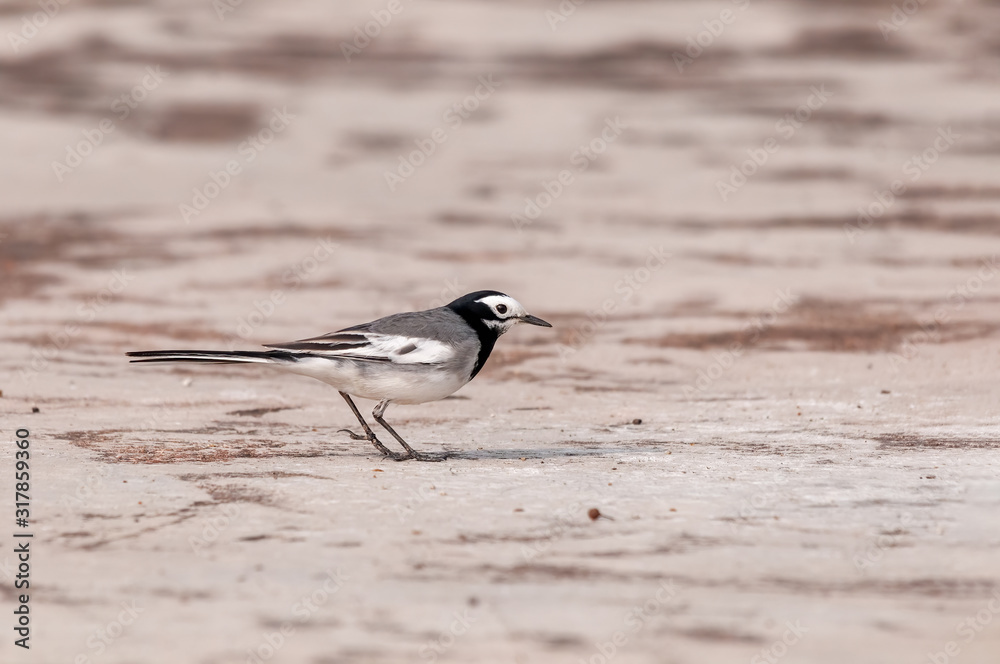 A white wagtail is walking on the ground A white wagtail is walking on the ground