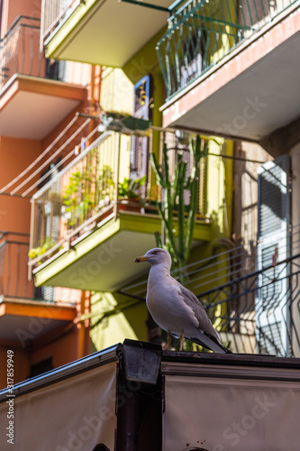 Cinque Terre coast and small towns with vibrant colorful houses in La Spezia, Italy