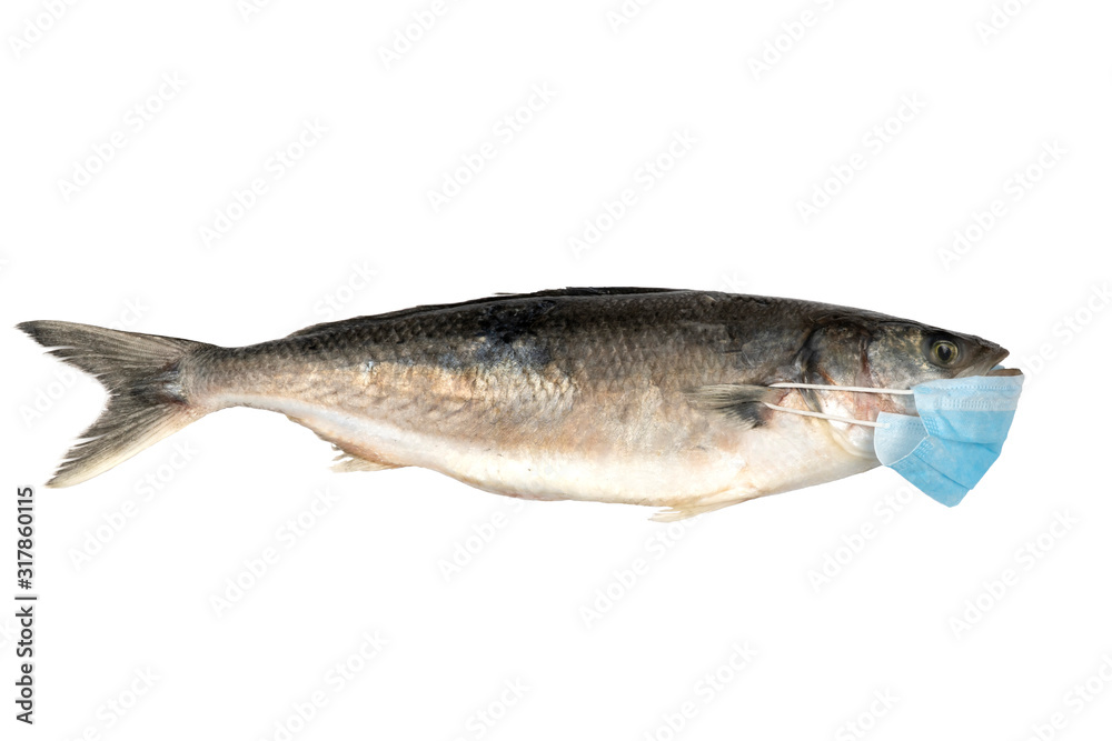 fish in the medical mask of blue color. Concept of protection against the spread of Coronaviridae 2019-nCoV. Wuhan seafood market pneumonia virus. the origin of the coronavirus may be from fish. fish in the medical mask of blue color. Concept of protection against the spread of Coronaviridae 2019-nCoV. Wuhan seafood market pneumonia virus. the origin of the coronavirus may be from fish.