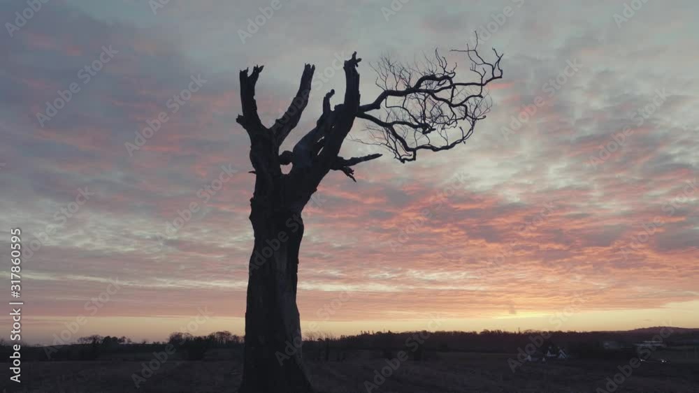 Tree in muddy field at sunrise with puddles Tree in muddy field at sunrise with puddles