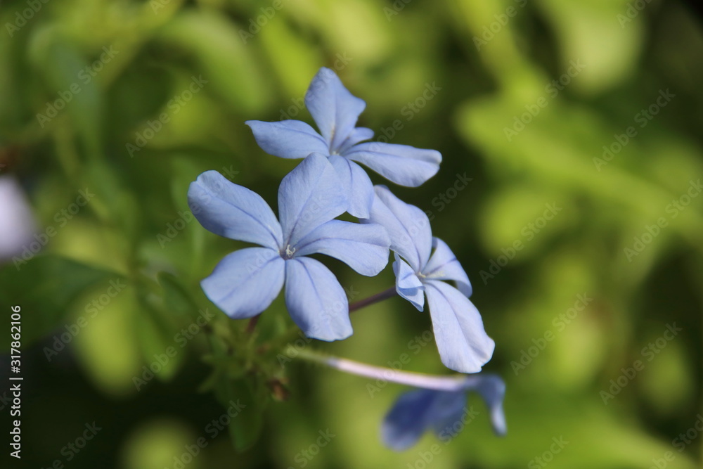 Light blue flower of Cape Leadwort or White plumbago and blur green leves background. Light blue flower of Cape Leadwort or White plumbago and blur green leves background.