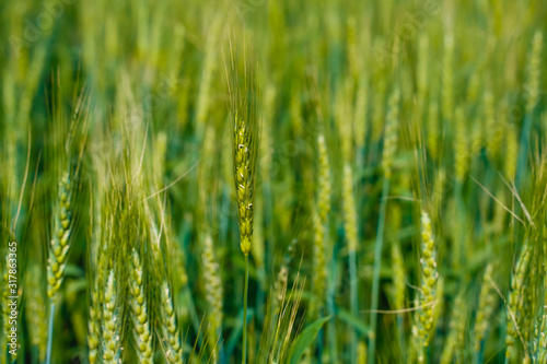 Green wheat farm in India