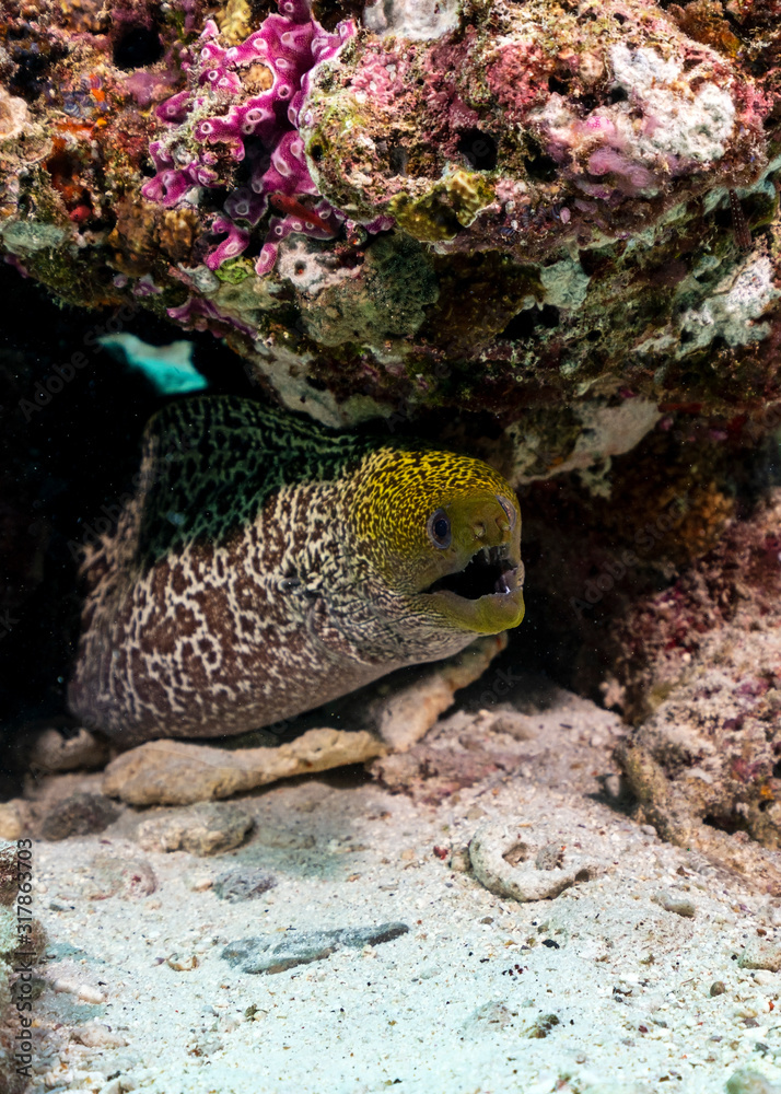 Moray Eel in Maldives