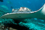 Round ribbontail ray in Maldives
