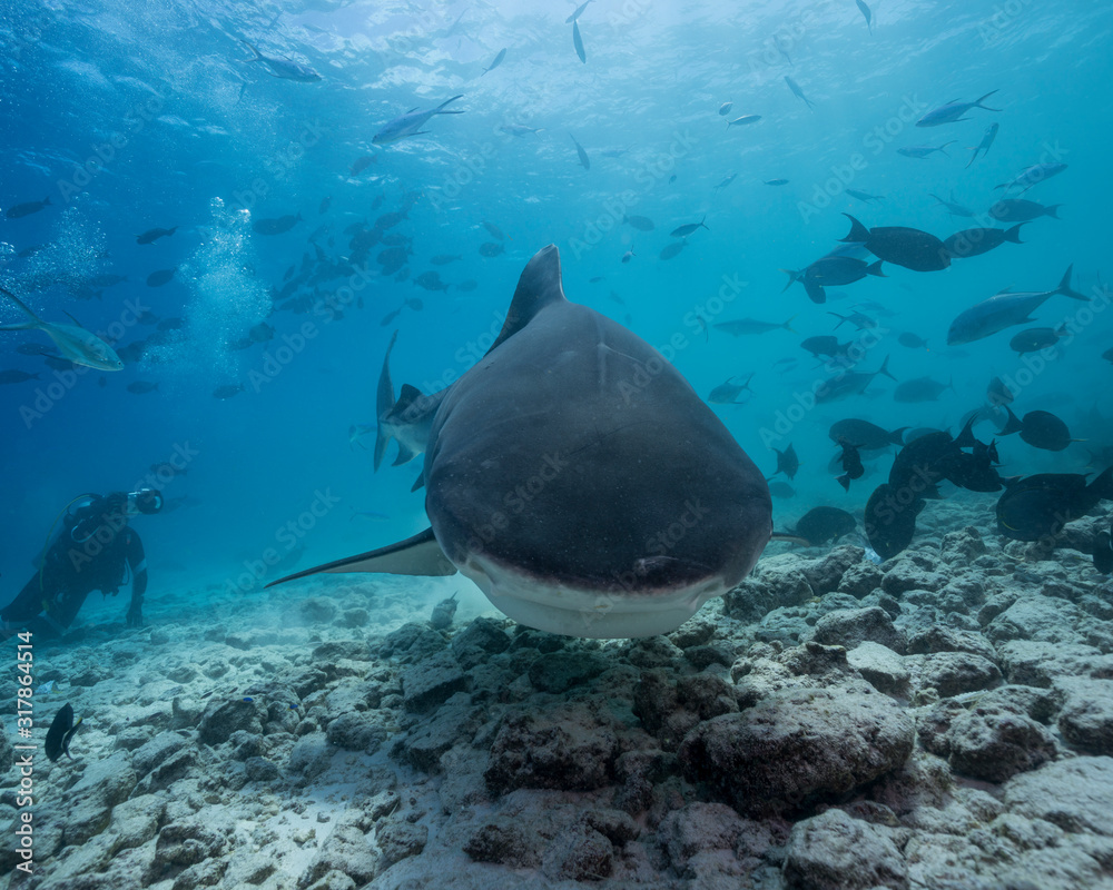 Fototapeta premium Tiger Shark in Maldives