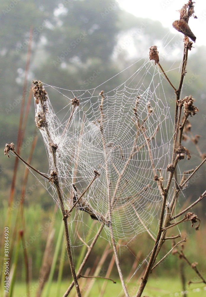 spider architecture