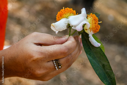 Mesua ferrea, Ceylon ironwood, Indian rose chestnut, cobra saffron, Calophyllaceae photo