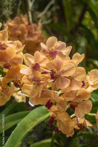 Beautiful orchid park has flower in spring season at Ratchaburi Province of Thailand 