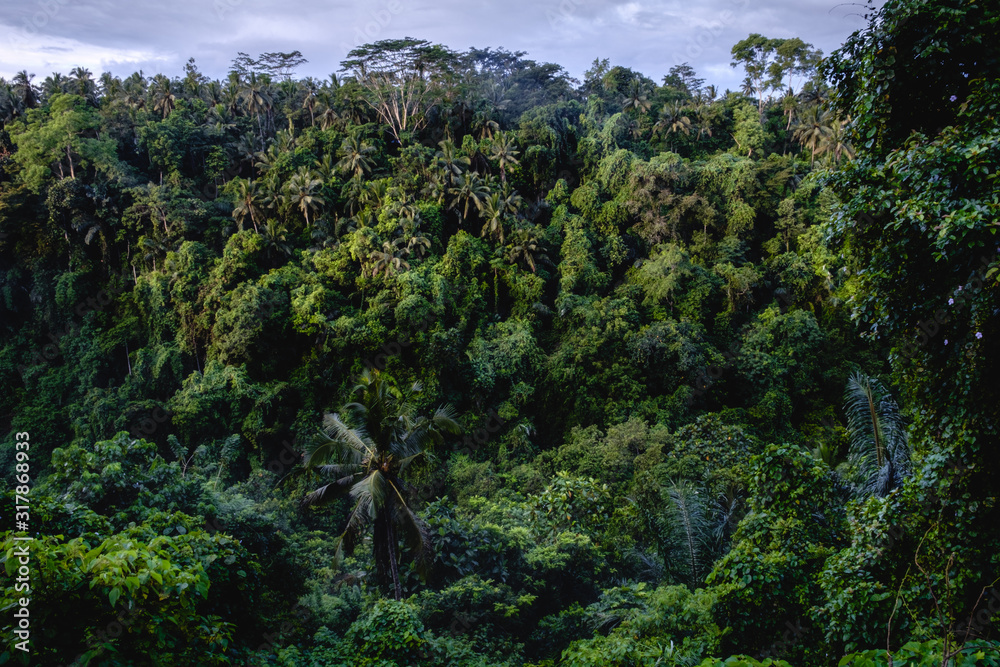 Obraz premium View of the forest of Indonesia