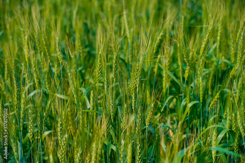 Green wheat farm in India