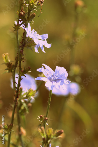 Azure chicory flower on a summer lawn closeup. Retro style toned.