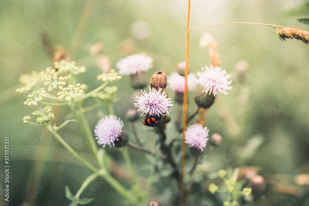 Beautiful blooming thistle on the summer field. Selective focus. Shallow depth of field. Beautiful blooming thistle on the summer field. Selective focus. Shallow depth of field.