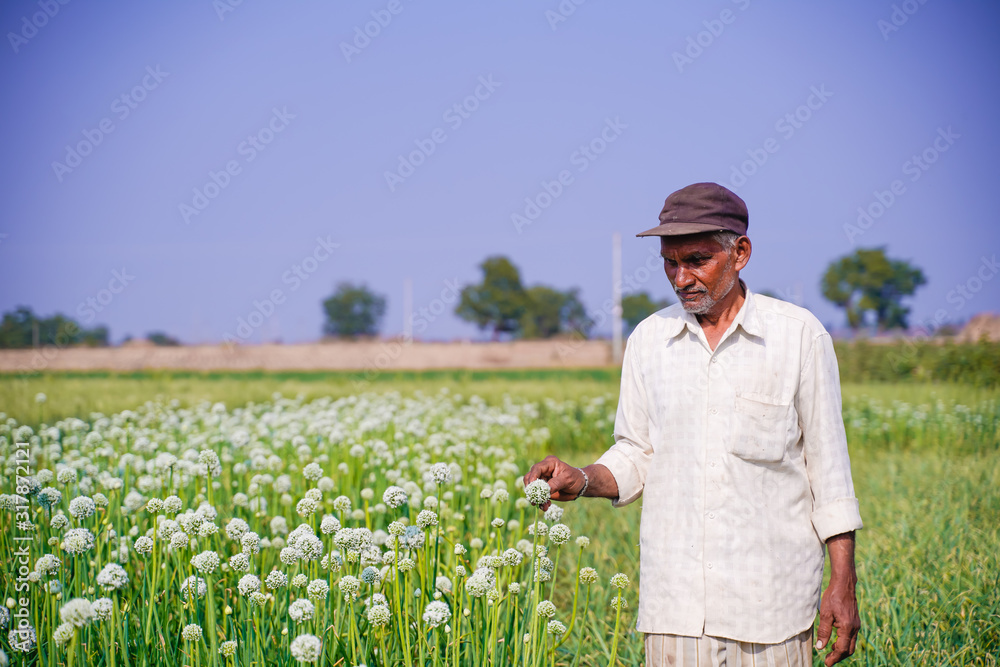Indian farmer standing in onion field Stock Photo | Adobe Stock