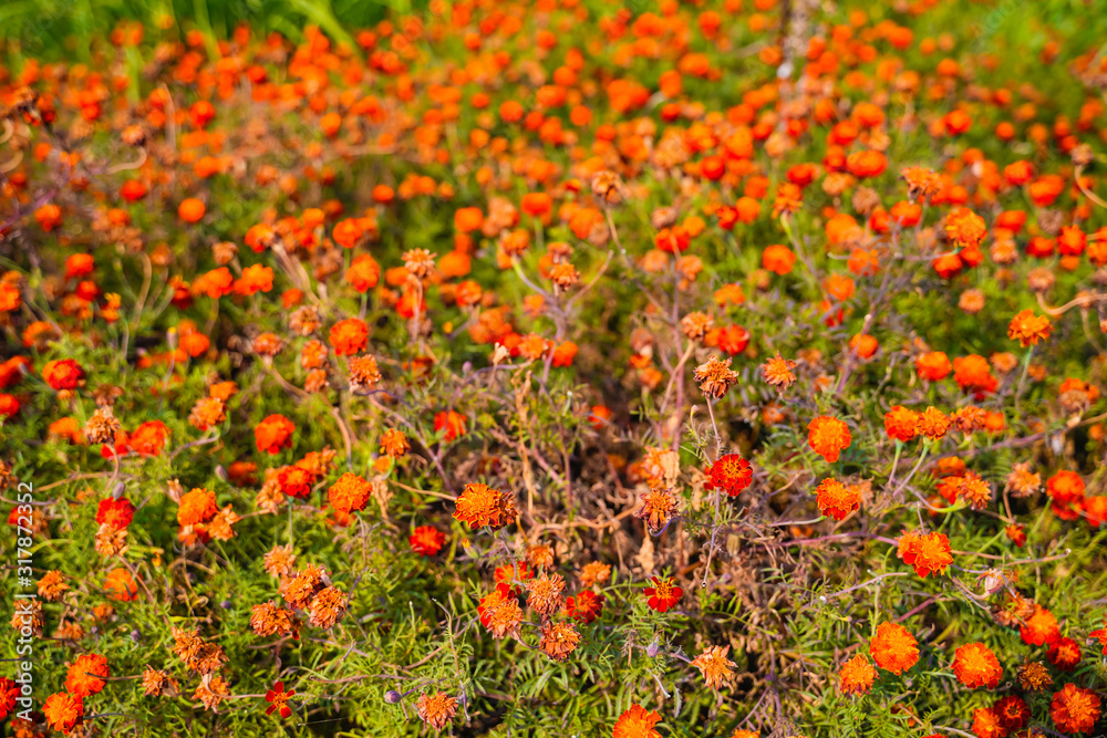 Marigold flower field in india