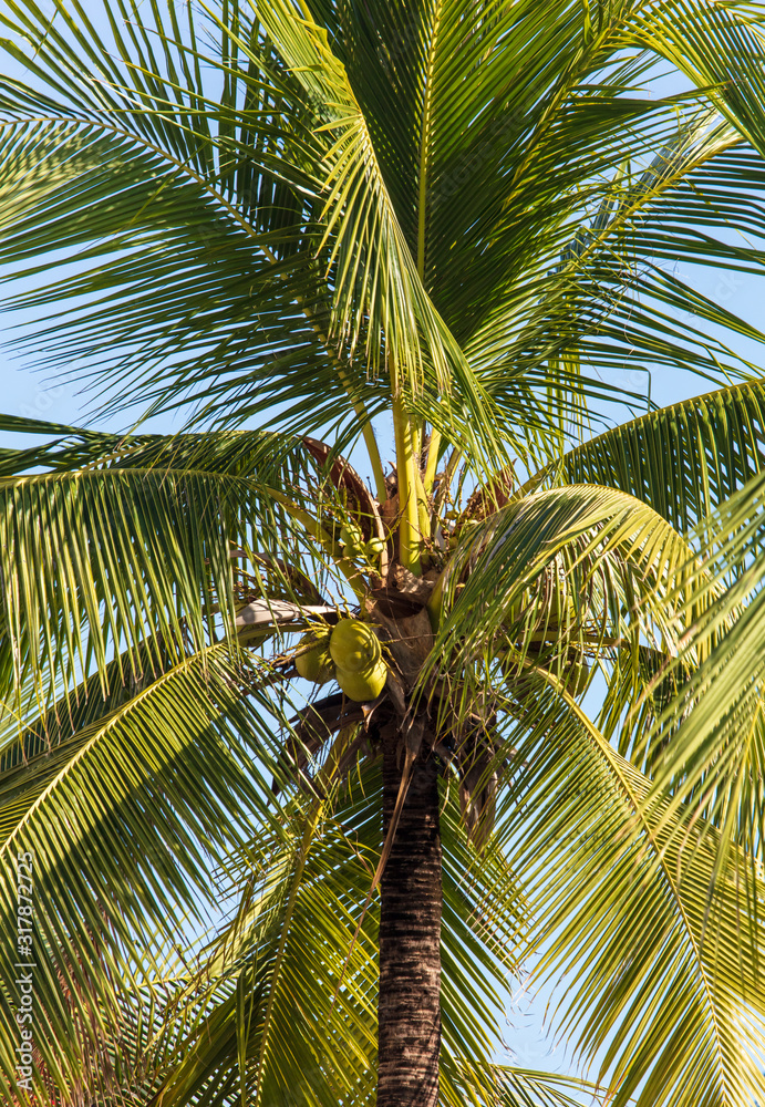 Fototapeta premium Coconut tree with nuts in the tropics